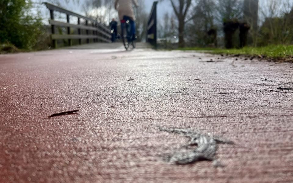 Salamanders dood op fietspad in Leeuwarden, met paddenscherm om de hoek. ‘Het ontbreekt ons aan menskracht’