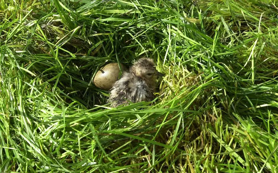 Bittere pil voor FNP in de Friese staten: voor tweede maal sneuvelt een motie over weidevogels