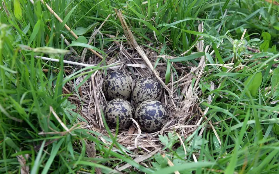FNP roept provincie op: stimuleer dat boer en loonwerker cursus weidevogel volgen