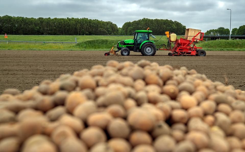 Aardappeltelers HZPC krijgen historisch hoge prijs voor pootgoed. ‘Nu hopen op een mooie aprilmaand’