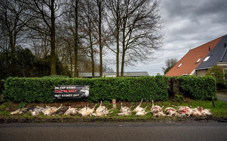 Opsterland wil schuilstalletjes voor schapen om wolf tegen te houden. ‘Der is mar ien oplossing: de kûgel’