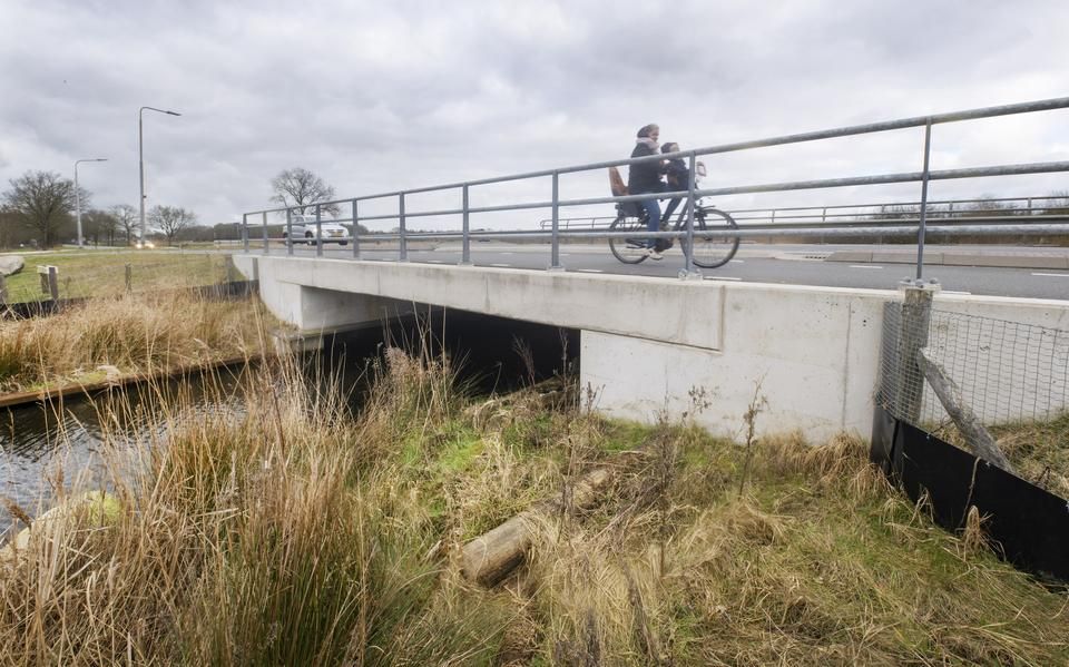 Meer otters sneuvelen in het Friesland. Waarom gaat het dan toch goed met dit waterroofdier?