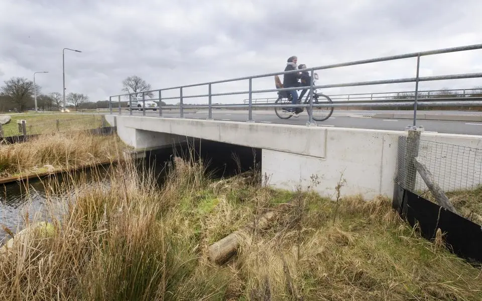 Meer otters sneuvelen in het Friesland. Waarom gaat het dan toch goed met dit waterroofdier?