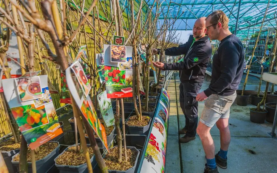 Drukte bij Groencentrum in Witmarsum. Opvallend: veel vraag naar fruitbomen en kasproducten
