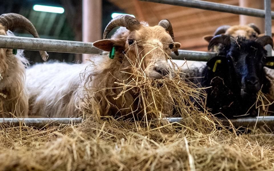 Natuurorganisaties zijn loslopende schapenbijters zat en dreigen met hondenverbod op heide Bakkeveen