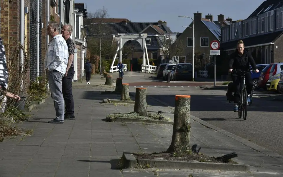 Gemeente Leeuwarden kapt 800 bomen en dat is veel meer dan afgelopen jaren. Hoe zit dat?