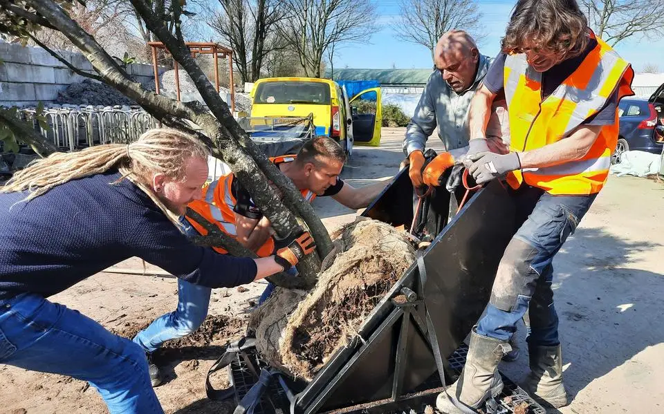 Bosk-bedenker Bruno fietst met een boom door Europa. ‘Positief, vrolijk activisme’