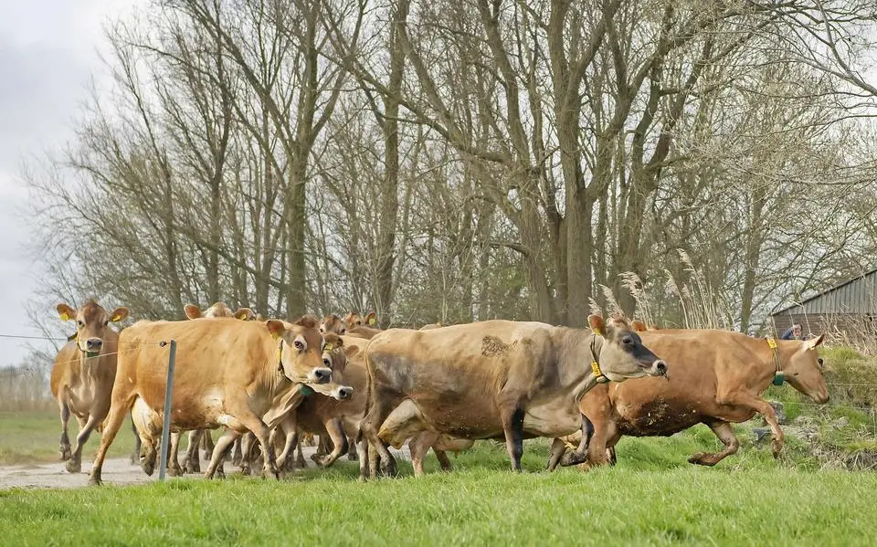 Als een uitgelaten schoolklas: 65 Jerseykoeien van boer Folkert uit Raard sprinten de weide in