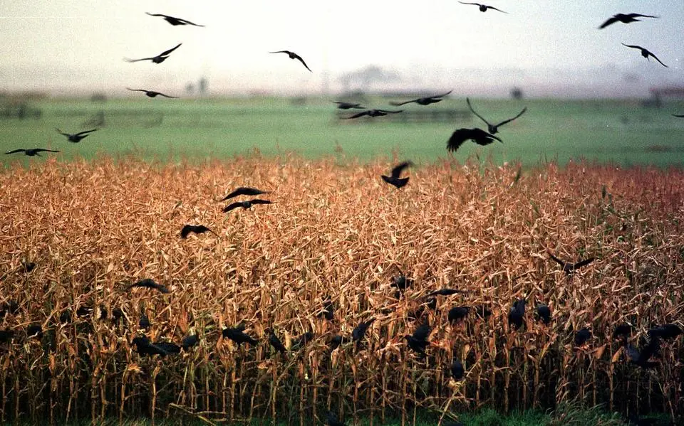 Gaat regelgeving boven adequaat wildbeheer? | opinie