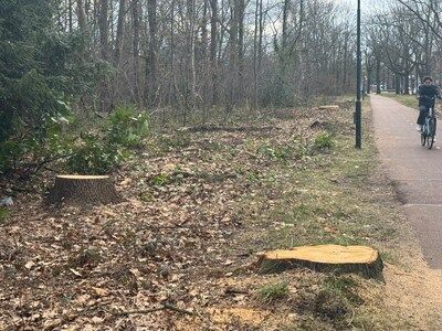 Kap van gezonde eiken voor waterleiding in Veldhoven stuit op verzet van lokale fractie