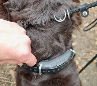 Stroomband bij hond in Helmond in beslag genomen: ‘Gebruik al jaren verboden’