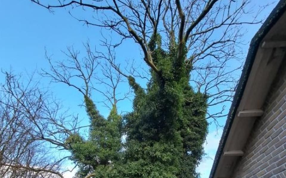 Uitkijken voor mogelijk onontplofte bommen bij bomenkap op Vliegbasis Leeuwarden; ecologen vonden nest Aziatische hoornaar