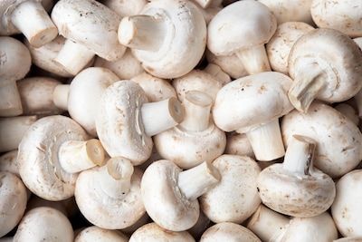 Veldhovens uitzendbureau wist niet dat minderjarig meisje champignons plukte; vrijspraak