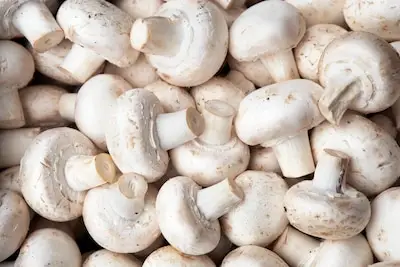 ‘Ze zag eruit als 20': minderjarig meisje werkt als champignonplukker, uitzendbureau ontloopt zware straf