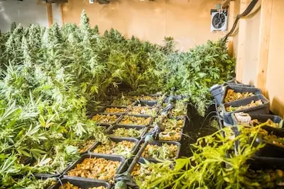 Lezer Derrick Bergman over cannabisbeleid: ‘Legaliseren en stoppen met sukkelen’