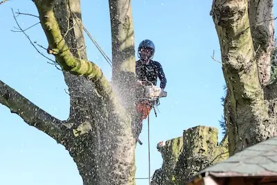 Zieke kastanjebomen verwijderd uit speeltuin in d’Ekker