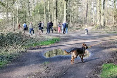 ‘Het wordt een slagveld’: 300 bomen in dit park worden tot op de bodem gekapt