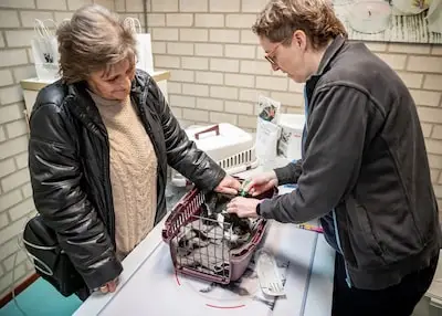Nu kat Zorro is gechipt in Eindhoven, hoeft haar baasje niet meer bang te zijn als ze ontsnapt