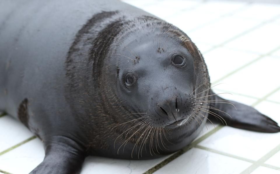 Zeldzame zwarte zeehond Ebbie wordt vrijdag vrijgelaten bij Lauwersoog