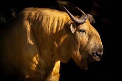 Twee gouden takins naar Eindhoven Zoo; genetisch materiaal veilig gesteld