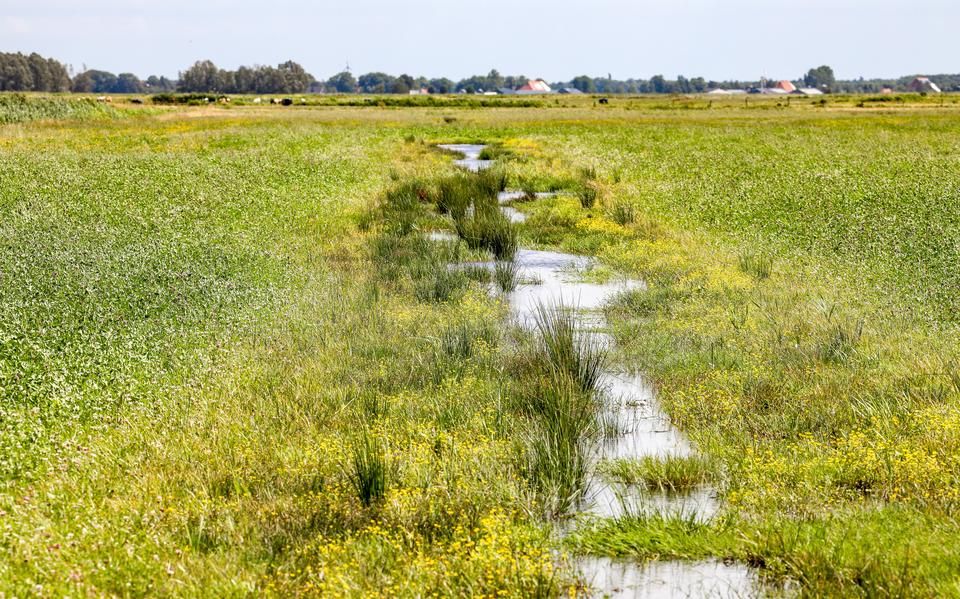 Vijf jaar landschapsherstel: het kwettert en spettert het weer in het Friese land