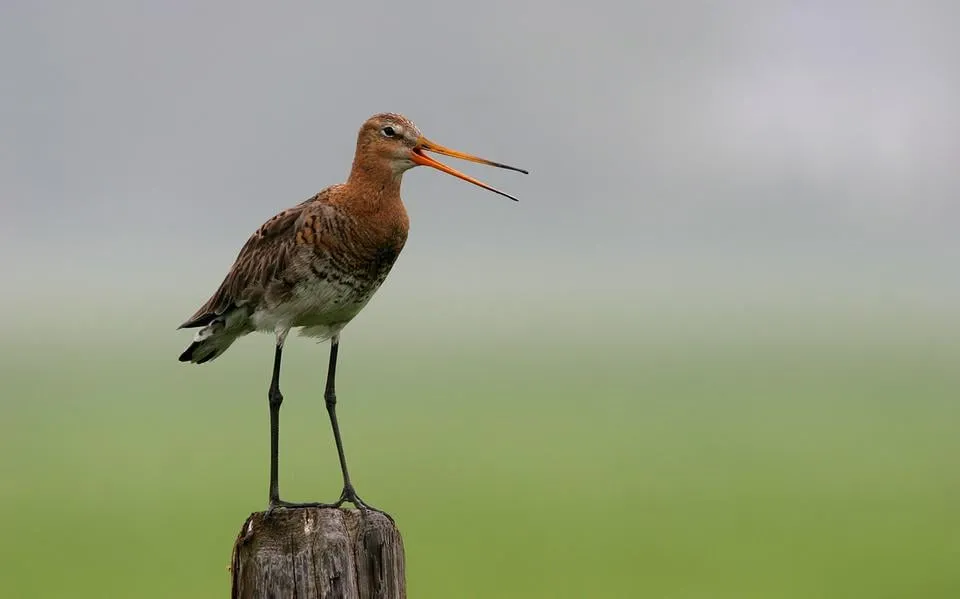 Aanhoudende droogte zorgelijk voor weidevogels. ‘Het voedsel zit te diep’