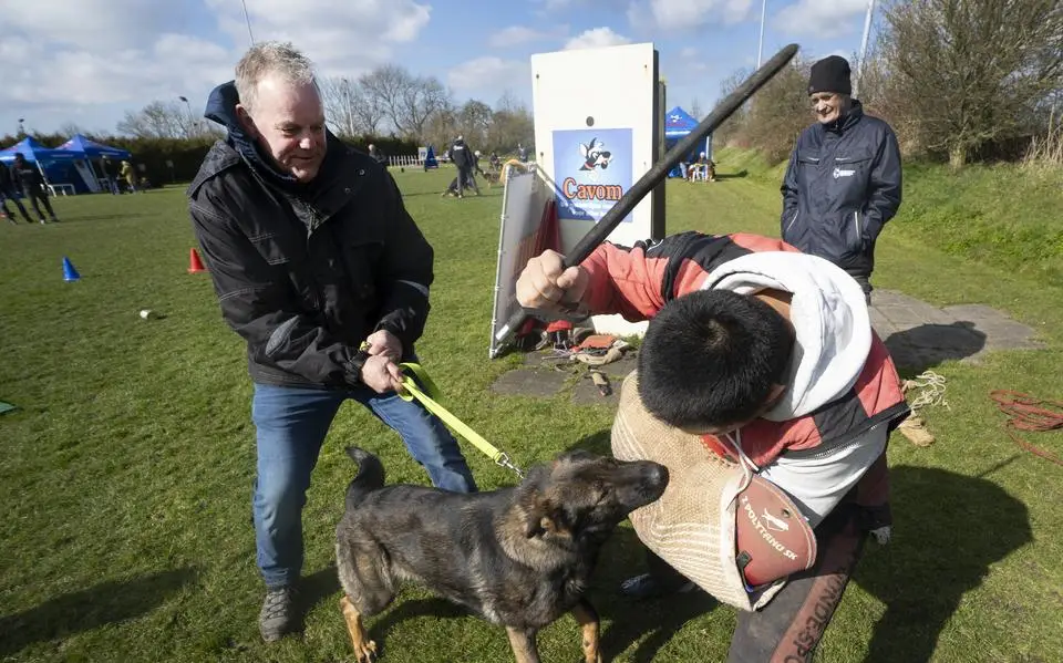 Ook Duitse herders hebben behoefte aan sport, blijkt tijdens liefhebbersdag in Leeuwarden: ‘Ze hebben veel uitdaging nodig’