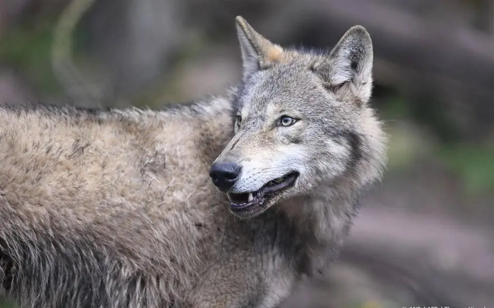 LIVE | Verjagen, afschieten of mee leren leven? Tweede Kamer debatteert nu over de wolf