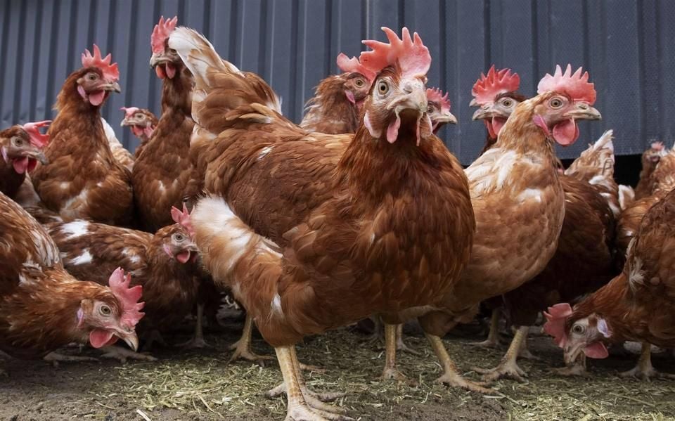 Proef om pluimvee te vaccineren tegen vogelgriep van start gegaan