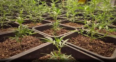 Perceel met hennepkwekerij in Sterksel afgesloten