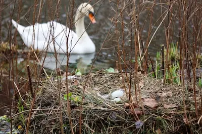 Zwanen broeden weer vlak bij de kant in Eindhovensch Kanaal, maar je kunt ze beter met rust laten