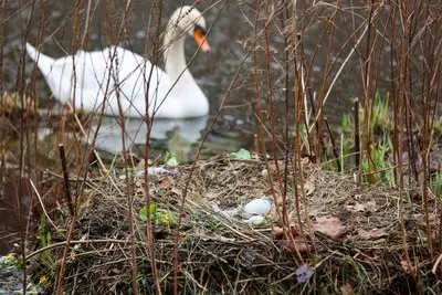Zwanen broeden weer vlak bij de kant in Eindhovensch Kanaal, maar je kan ze beter met rust laten