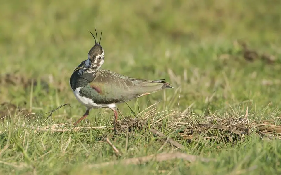 Eerste kievitsei gevonden bij Luxwoude