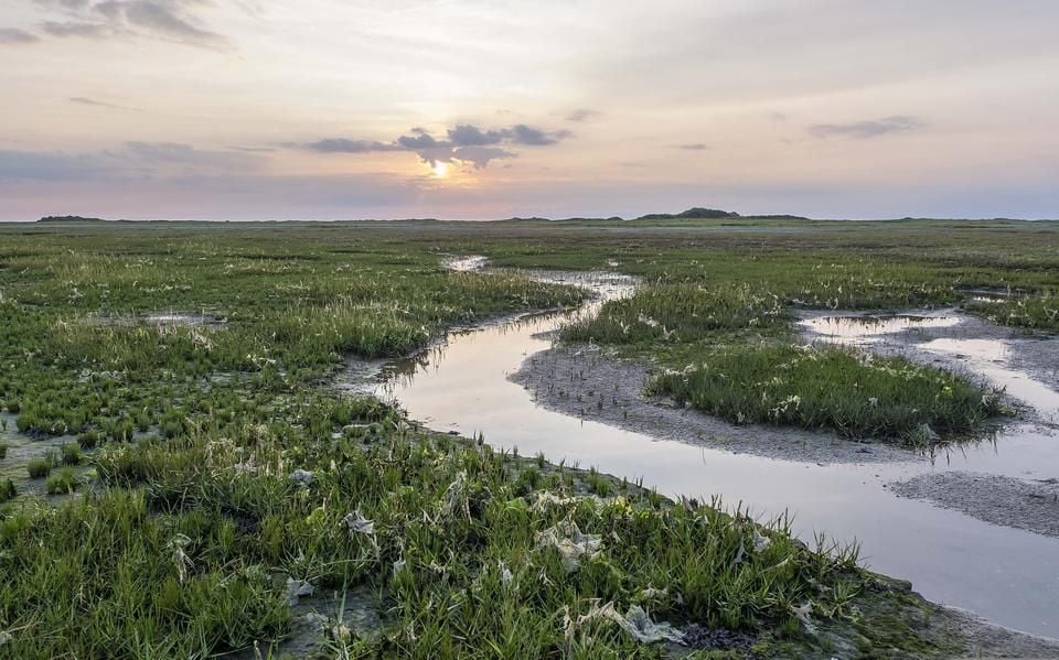 Kwelders remmen klimaatverandering, blijkt uit onderzoek op Ameland en Schiermonnikoog. ‘Daar moeten we heel zuinig op zijn’ | WadWeten