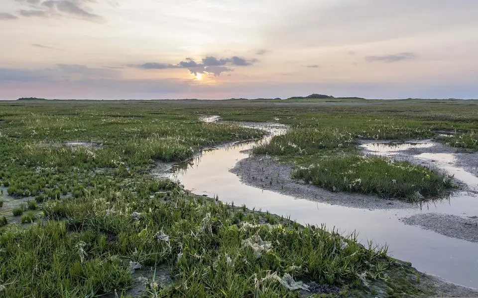 Kwelders remmen klimaatverandering, blijkt uit onderzoek op Ameland en Schiermonnikoog. ‘Daar moeten we heel zuinig op zijn’ | WadWeten