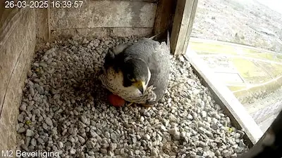 De slechtvalk van de Westpoint broedt op haar nest en jij kan meekijken