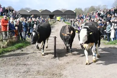 Eindelijk weer de wei in: De Moer geniet van de jaarlijkse koeiendans bij De Annahoeve
