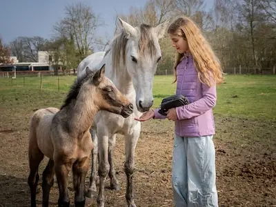 Dit veulen heeft er ineens heel veel ‘supermoeders’ bij;  buurt geniet van bijzondere geboorte