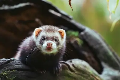 Wat een wildlife! 12 x deze dieren kun je in Helmond in het wild tegenkomen