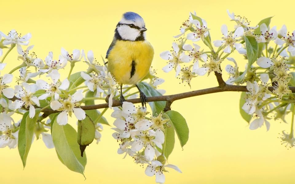 Zorg voor voldoende eten en gebruik geen gif: zo lok je vogels naar je tuin