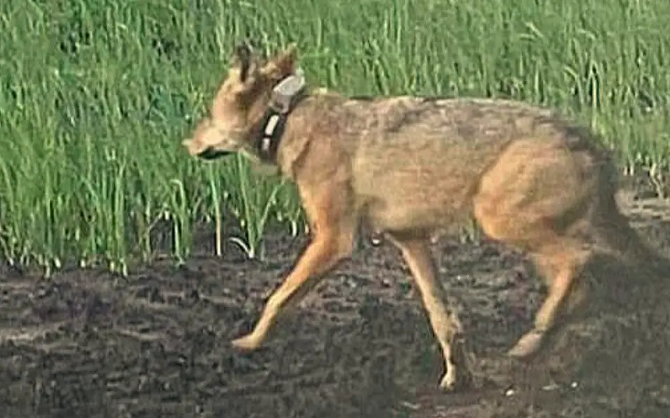 Leeuwarden bereidt zich voor op de komst van de wolf