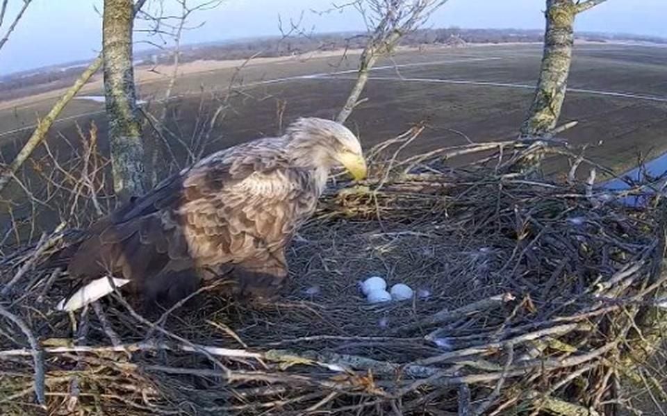 Ei, ei, ei: zeearendpaar in de Alde Feanen verrast webcamkijkers met een nakomertje in spe