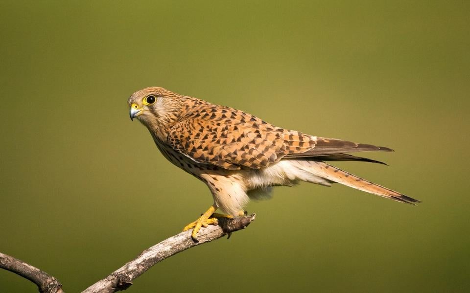 Vogelgriep aangetroffen bij drie torenvalken: werden dood gevonden bij de Friese Waddenzeekust