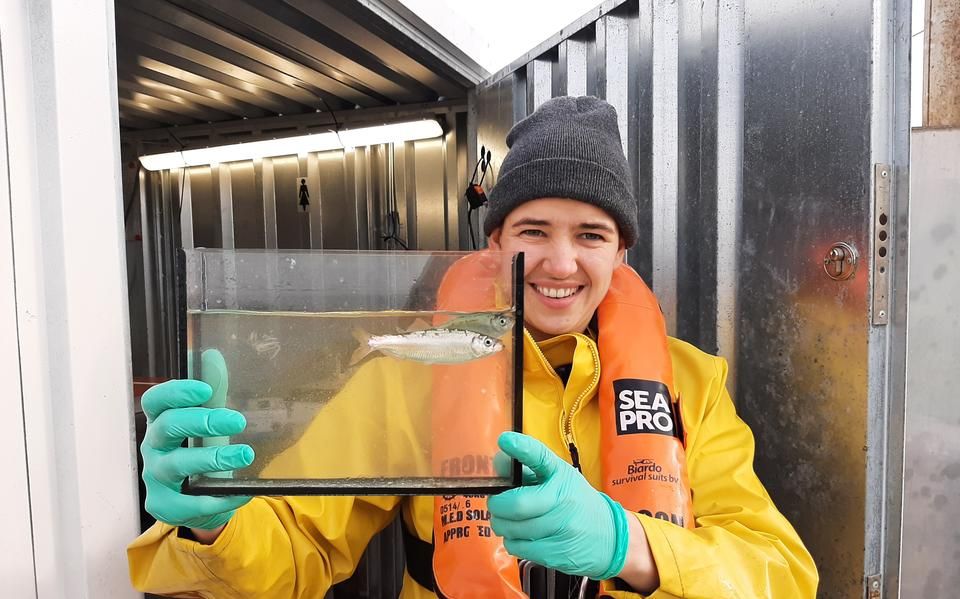 Van de zeebaars in de Waddenzee weten we nu meer, maar de ruwe haai blijft een mysterie