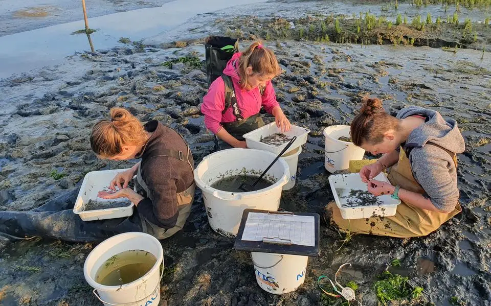 Stop met de Beheerautoriteit Waddenzee | LC commentaar