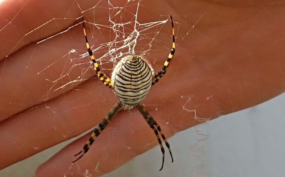 Argiope is vooralsnog onze beste kans in de tuin een loslopende tijger te ontmoeten’ | column Brian Kabbes