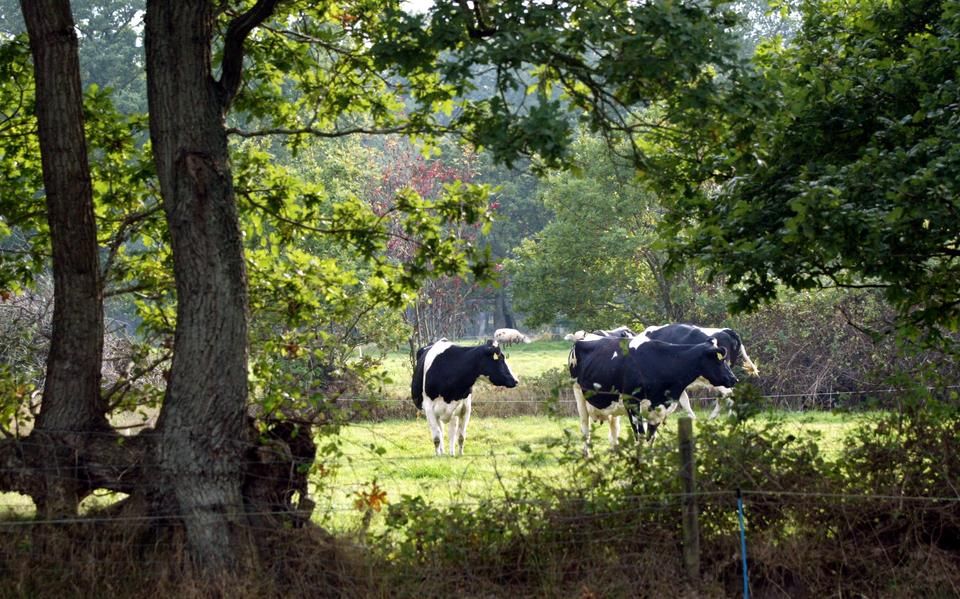 Landschapsbeheer moet worden herijkt: erken de menselijke invloed | opinie