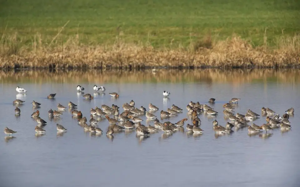 GS: 1,6 miljoen euro voor weidevogels in gebieden Aanvalsplan Grutto