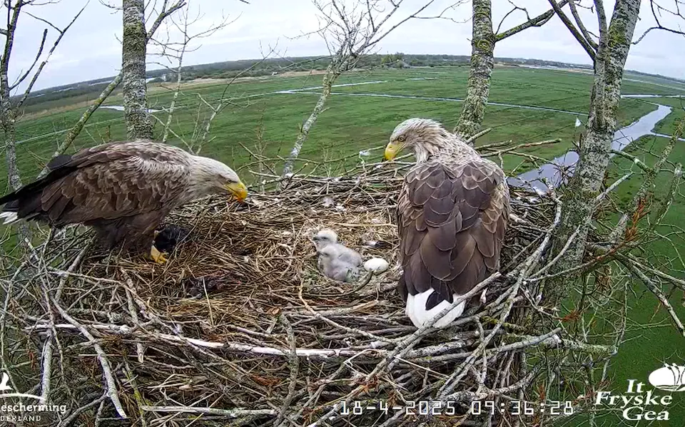 Toch geen derde kuiken voor zeearendpaar in de Alde Feanen: ‘Een trio is erg bijzonder’