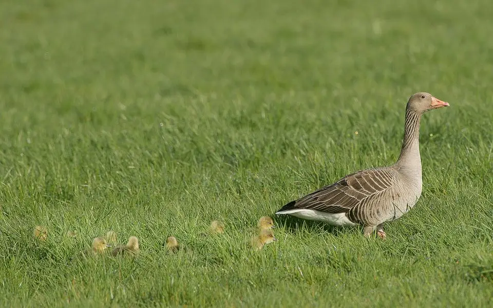 Vraatschade grauwe gans verdrievoudigd. Jagers krijgen ruimte om populatie fors in te perken: van 80.000 naar 9000